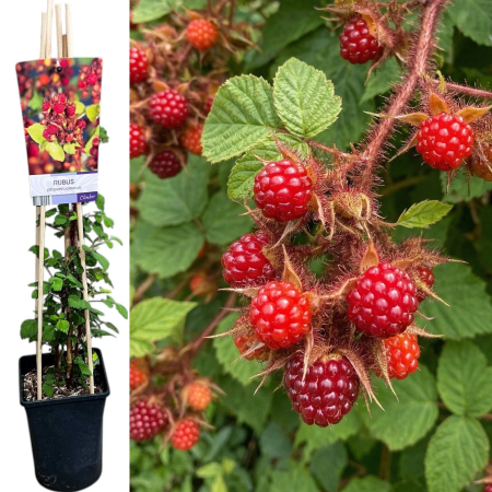 Arbusti Fructiferi - rubus-phoenicolasius-zmeur-japonez-pepiniera-sibiu