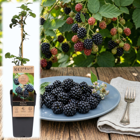 Mur - Rubus - rubus-fruticosus-thornfree-mur-fara-spini-pepiniera-sibiu