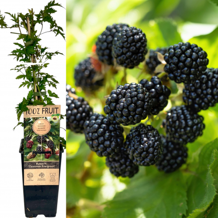 Mur - Mur Thornless Evergreen - 50cm+