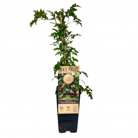 Mur Thornless Evergreen - 50cm+ [1]