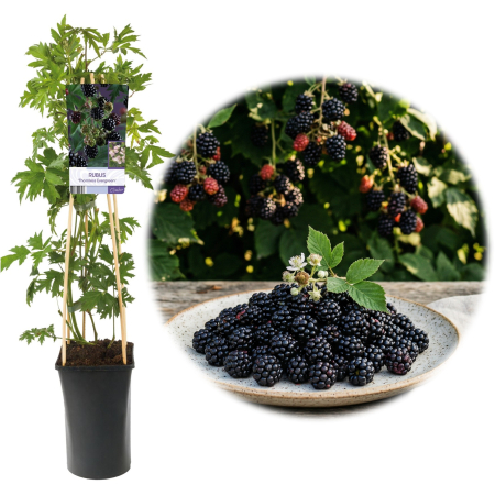 Mur - Rubus - Mur fara spini Thornless Evergreen Rubus fruticosus ghiveci suport bambus 80cm Pepiniera Sibiu