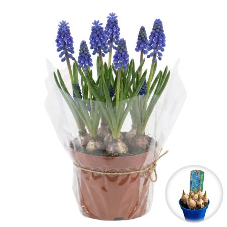 Flori Gradina si Balcon - muscari-blue-magic-albastri-ghiveci-xl-pepiniera-sibiu