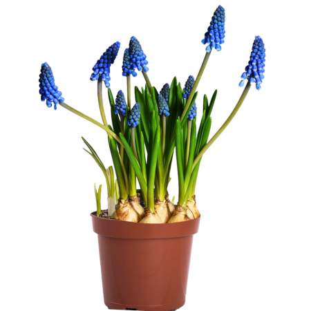 Flori Gradina si Balcon - Muscari Albastrii - Ghiveci XL