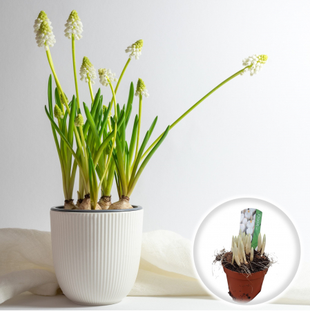 Flori Gradina si Balcon - Muscari Albi - Ghiveci XL