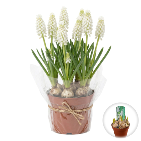 Flori Gradina si Balcon - muscari-white-magic-ghiveci-alb-pepiniera-sibiu