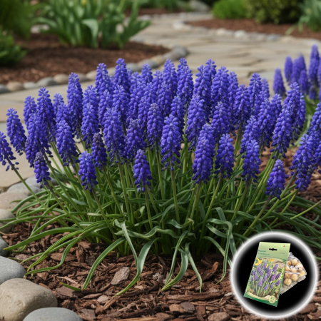 Bulbi de Flori - Muscari Armeniacum - 10 Bulbi