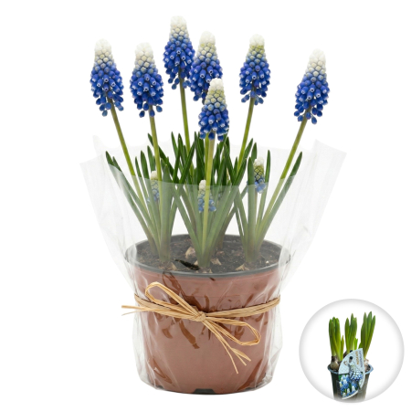 Flori Gradina si Balcon - muscari-mountain-lady-ghiveci-bicolor-pepiniera-sibiu