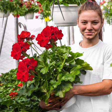 Flori Gradina si Balcon - Muscata Calliope Rosu ghiveci agatator flori rezistente la soare Pepiniera Sibiu
