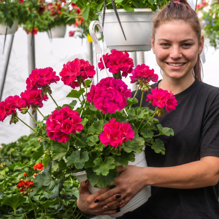 Flori Gradina si Balcon - Muscata Calliope Purple ghiveci agatator flori mov rezistente la soare Pepiniera Sibiu