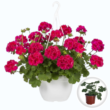 Flori Gradina si Balcon - Muscata Caliope Mov Pelargonium Interspecific 20cm Productie Proprie Pepiniera Sibiu