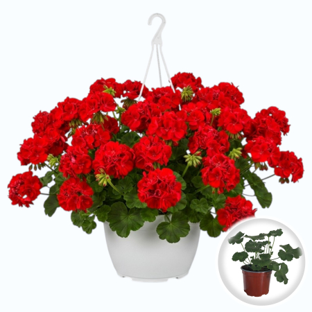 Flori Gradina si Balcon - Muscata Caliope Rosie Pelargonium Interspecific 20cm Productie Proprie Pepiniera Sibiu