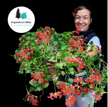 Flori Gradina si Balcon - Muscata Tiroleza - Rosu - C4 Agatator