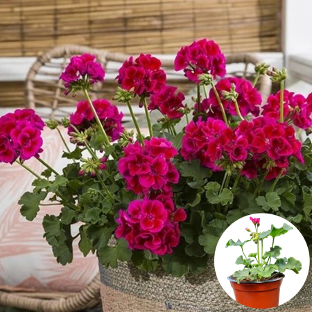 Flori Gradina si Balcon - Muscata Curgatoare Caliope - Purple (P12)