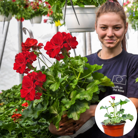 Flori Gradina si Balcon - Muscata Curgatoare Caliope - Rosii (P12)
