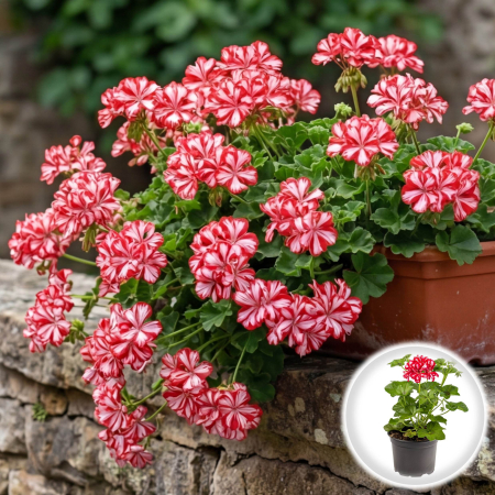 Flori Gradina si Balcon - Muscata Curgatoare Floare Dubla Bicolor Rosu Alb 20cm Productie Proprie Pepiniera Sibiu