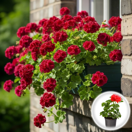 Flori Gradina si Balcon - Muscata Curgatoare Floare Dubla Rosie 20cm Productie Proprie Pepiniera Sibiu