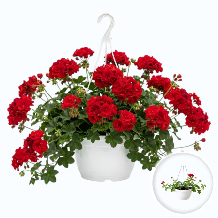 Flori Gradina si Balcon - muscata-curgatoare-floare-dubla-rosie-c3-pepiniera-sibiu