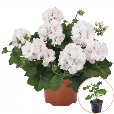 Muscata Curgatoare Duble - Alba (P12) [2]