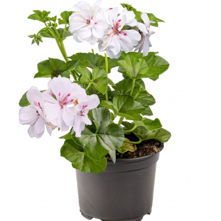 Muscata Curgatoare Duble - Alba (P12) [1]