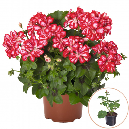 Flori Gradina si Balcon - Muscata Curgatoare Duble - Bicolor (P12)