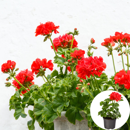 Flori Gradina si Balcon - Muscata Curgatoare Duble - Rosii (P12)