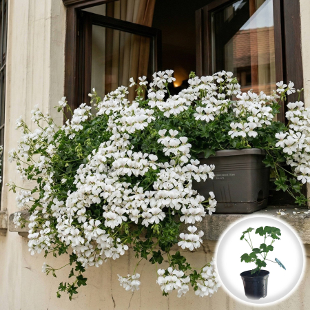 Flori Gradina si Balcon - Muscata Tiroleza Alba Pelargonium Peltatum 20cm Productie Proprie Pepiniera Sibiu