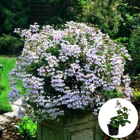 Flori Gradina si Balcon - Muscata Curgatoare Tiroleze - Alb (P12)
