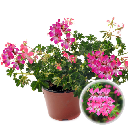 Flori Gradina si Balcon - Muscata Curgatoare Tiroleze - Bicolor Roz/Alb (P12)