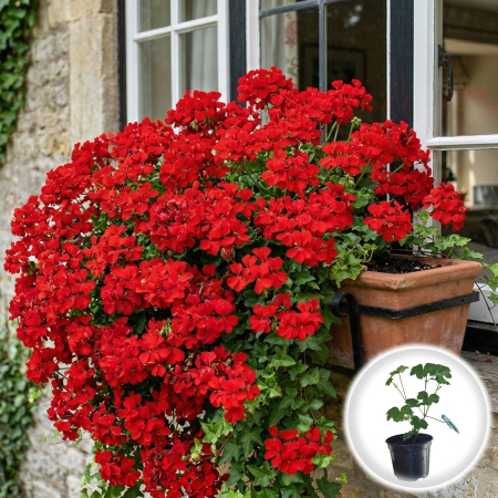 Flori Gradina si Balcon - Muscata Tiroleza Rosie Pelargonium Peltatum 20cm Productie Proprie Pepiniera Sibiu