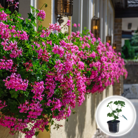 Flori Gradina si Balcon - Muscata Tiroleza Roz Pelargonium Peltatum 20cm Productie Proprie Pepiniera Sibiu