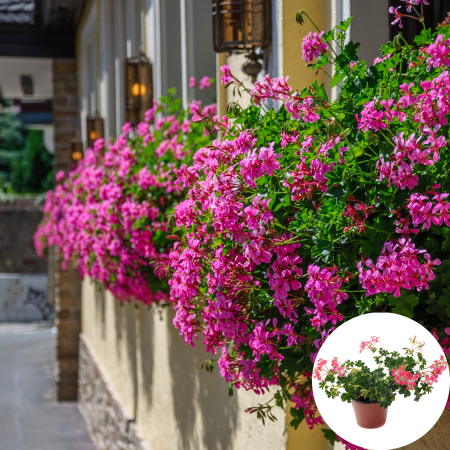 Flori Gradina si Balcon - Muscata Curgatoare Tiroleze - Roz (P12)