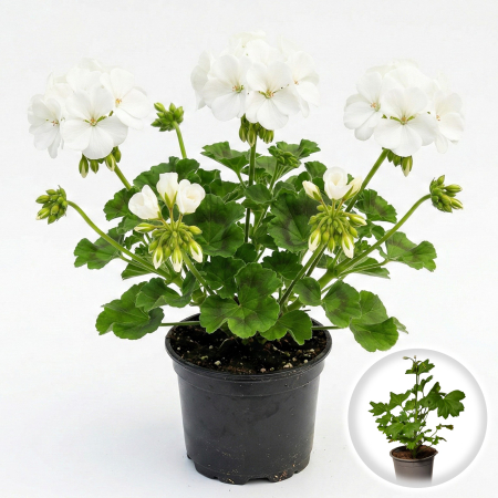 Flori Gradina si Balcon - Muscata Dreapta Alba Pelargonium Zonale 20cm Productie Proprie Pepiniera Sibiu