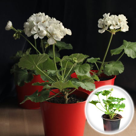 Flori Gradina si Balcon - Muscata Dreapta - Alb (P12)
