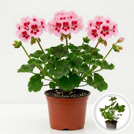Flori Gradina si Balcon - Muscata Dreapta Bicolor Roz Fuchsia Neon 20cm Productie Proprie Pepiniera Sibiu