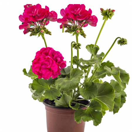 Flori Gradina si Balcon - Muscata Dreapta - Mov (P12)