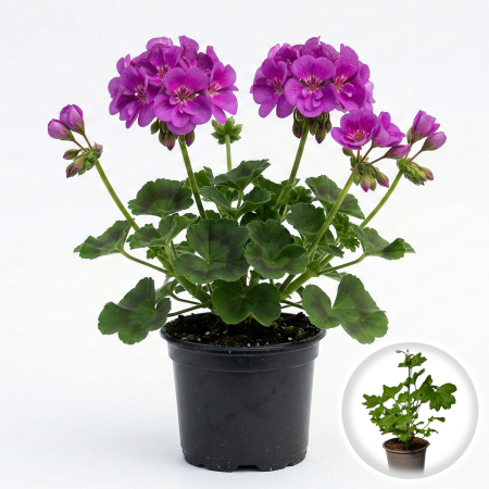 Flori Gradina si Balcon - Muscata Dreapta Mov Pelargonium Zonale 20cm Productie Proprie Pepiniera Sibiu