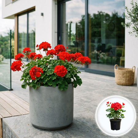 Flori Gradina si Balcon - Muscata Dreapta Rosie Pelargonium Zonale 20cm Productie Proprie Pepiniera Sibiu