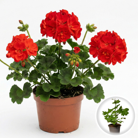 Flori Gradina si Balcon - Muscata Dreapta Rosie Pelargonium Zonale 20cm Productie Proprie Pepiniera Sibiu