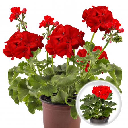 Flori Gradina si Balcon - Muscata Dreapta - Rosu Deschis (P12)