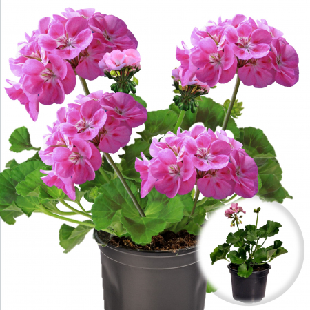 Flori Gradina si Balcon - Muscata Dreapta - Roz (P12)