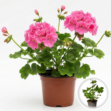 Flori Gradina si Balcon - Muscata Dreapta Roz Pelargonium Zonale 20cm Productie Proprie Pepiniera Sibiu