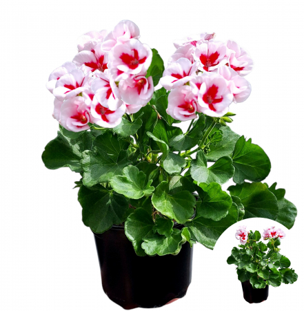 Flori Gradina si Balcon - Muscata Dreapta - Bicolor (P12)
