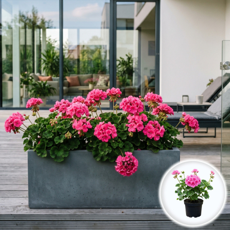 Flori Gradina si Balcon - Muscata Dreapta Roz Pelargonium Zonale 20cm Productie Proprie Pepiniera Sibiu
