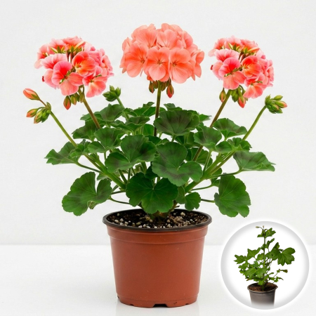 Flori Gradina si Balcon - Muscata Dreapta Somon Pink-Light Pelargonium Zonale 20cm Productie Proprie Pepiniera Sibiu