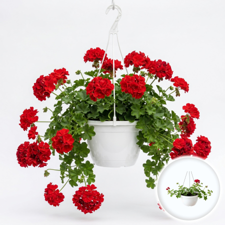 Flori Gradina si Balcon - muscata-curgatoare-floare-dubla-rosie-c3-pepiniera-sibiu