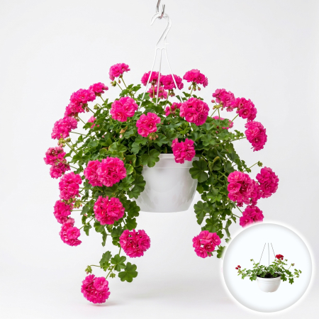 Flori Gradina si Balcon - Muscata curgatoare dubla roz Pelargonium peltatum ghiveci C3 agatator Pepiniera Sibiu