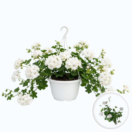 Flori Gradina si Balcon - Muscată floare dublă albă Pelargonium peltatum plantă suspendată ghiveci alb 19cm Pepiniera Sibiu
