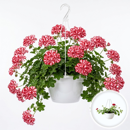 Flori Gradina si Balcon - Muscata curgatoare dubla bicolor rosu alb Pelargonium peltatum ghiveci C3 agatator Pepiniera Sibiu