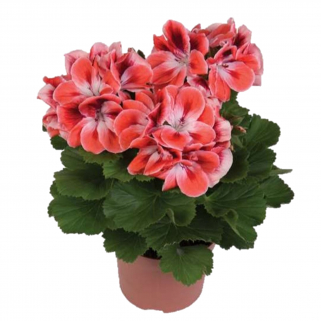 Muscata Englezeasca - Somon (P12) [1]