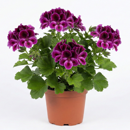 Flori Gradina si Balcon - Muscata Englezeasca Mov Pelargonium Grandiflora Don Bastino Paars Ghiveci 12cm Pepiniera Sibiu